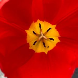 Meet your Posher, Molly